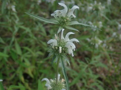 Monarda citriodora