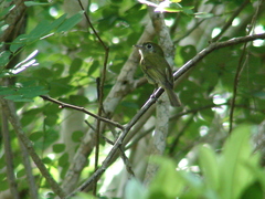 Rhynchocyclus brevirostris