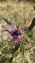Oxythyrea