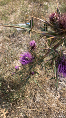 Centaurea calcitrapa