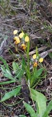 Diuris palustris