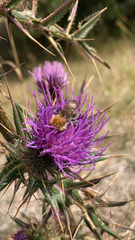 Bombus pascuorum
