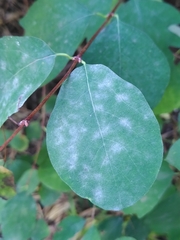 Erysiphe symphoricarpi