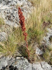 Rumex pseudonatronatus