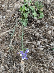 Limonium sinuatum