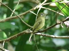 Rhynchocyclus brevirostris