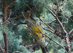 Anthochaera paradoxa