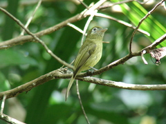 Rhynchocyclus brevirostris