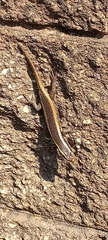 Trachylepis punctatissima