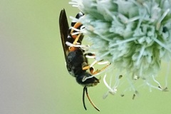Halictus parallelus