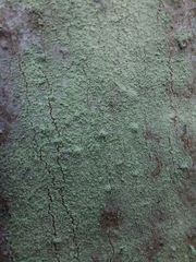 Lecanora thysanophora