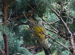 Anthochaera paradoxa