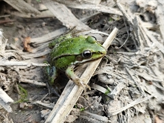 Pelophylax