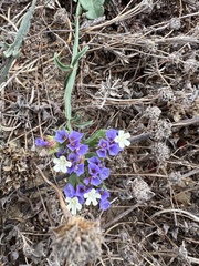 Limonium sinuatum