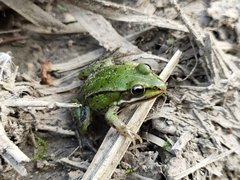 Pelophylax