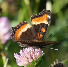 Aglais milberti