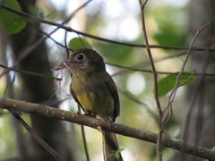 Rhynchocyclus brevirostris