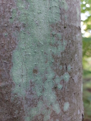 Lecanora thysanophora
