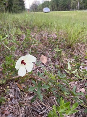 Hibiscus aculeatus