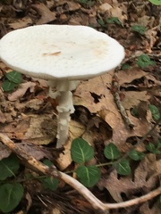Amanita abrupta