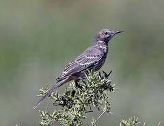 Oreoscoptes montanus