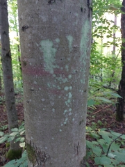 Lecanora thysanophora