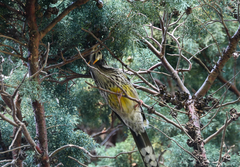 Anthochaera paradoxa