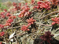 Sedum album