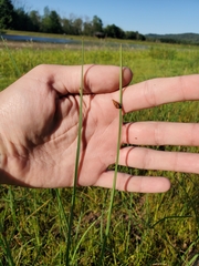 Schoenoplectus pungens