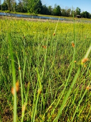 Schoenoplectus pungens