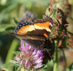 Aglais milberti