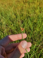 Schoenoplectus pungens