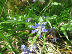 Scilla