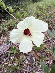 Hibiscus aculeatus