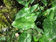 Arum maculatum