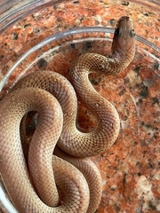 Lycodon anamallensis