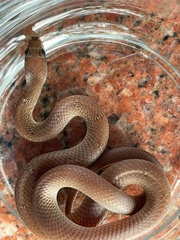 Lycodon anamallensis