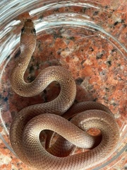 Lycodon anamallensis