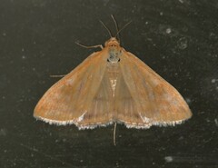 Sitochroa verticalis