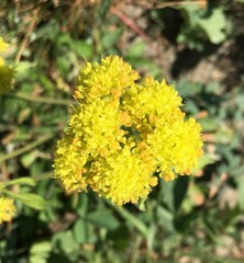 Eriogonum flavum