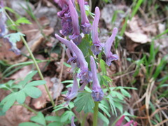Corydalis solida
