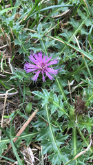 Galactites tomentosus