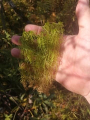 Sphagnum squarrosum