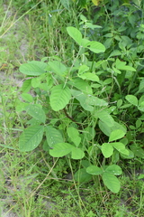 Crotalaria spectabilis