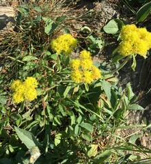Eriogonum flavum