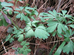Corydalis solida