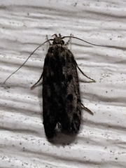 Hofmannophila pseudospretella