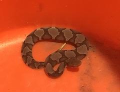 Agkistrodon contortrix