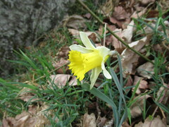 Narcissus pseudonarcissus