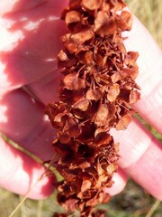 Rumex pseudonatronatus